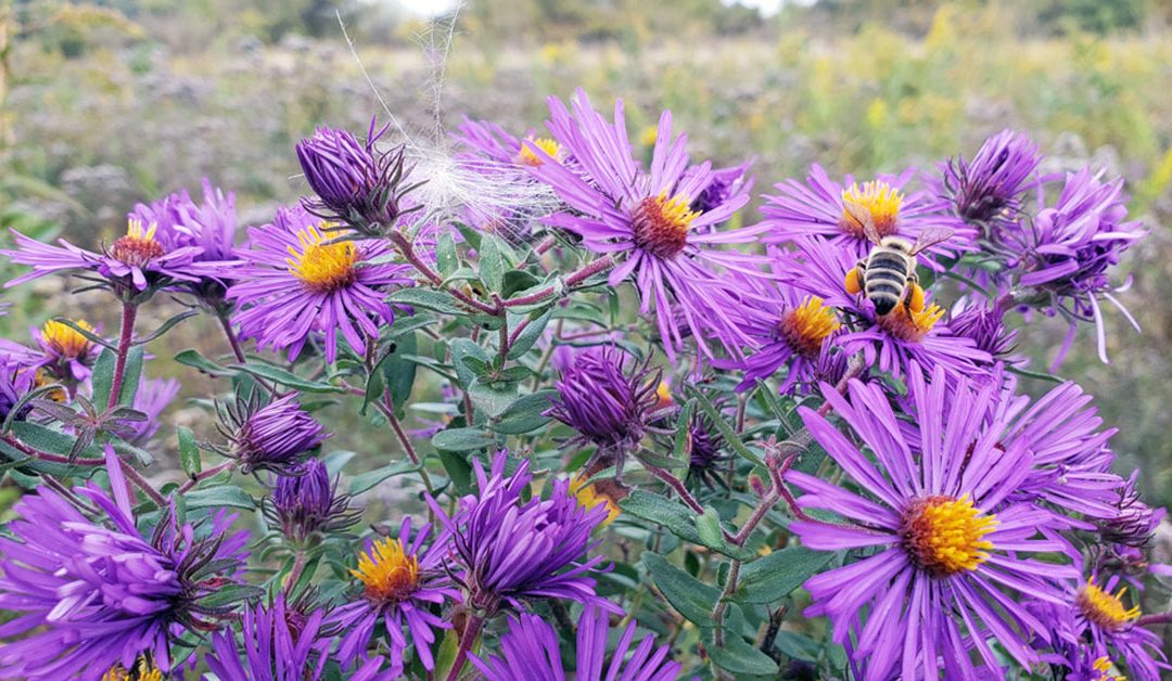 Johnston Trail System to Feature Increased Pollinator and Prairie Habitat